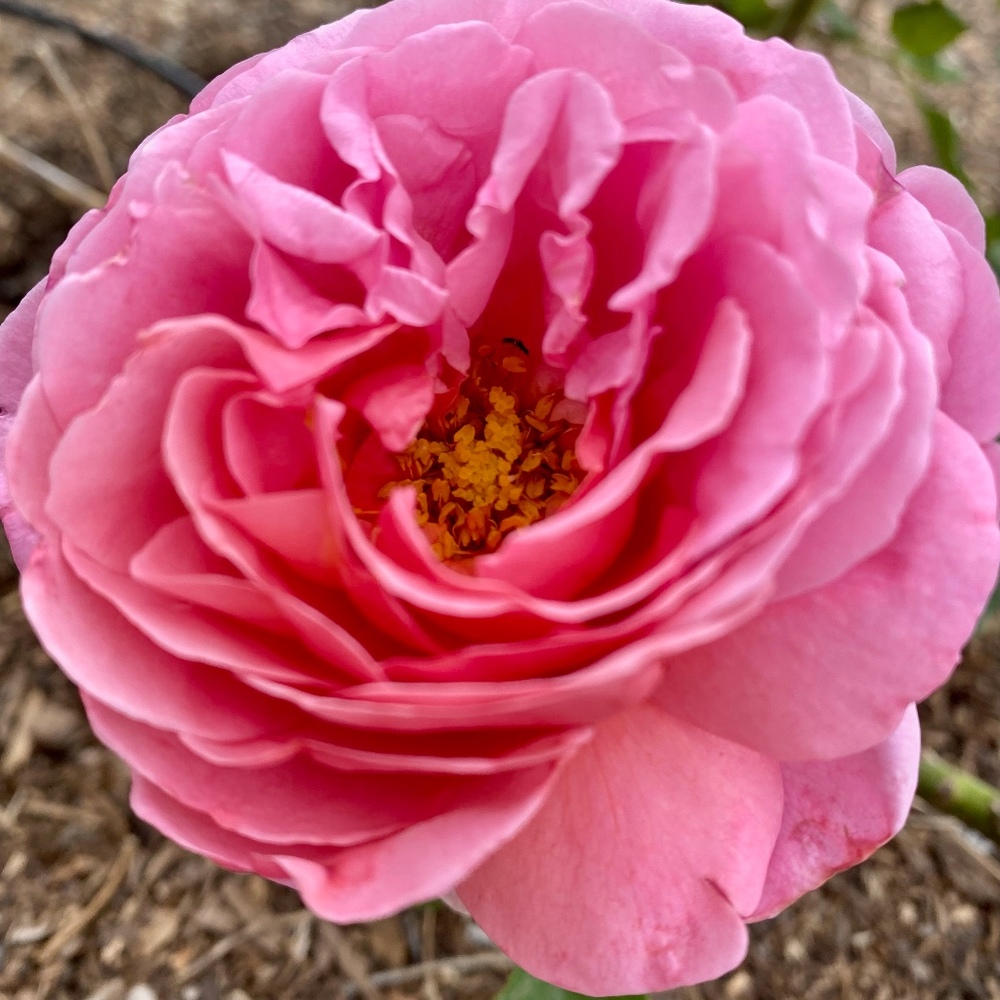 Meet your Posher, Rose